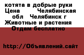 котята в добрые руки › Цена ­ 10 - Челябинская обл., Челябинск г. Животные и растения » Отдам бесплатно   